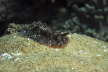 Nudibranch Dendrodoris tuberculosa. Picture was taken in the Banda sea, Ambon, West Papua, Indonesia
