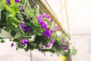 Pink surfinia flower at the garden center retail store. Growing flowers in a greenhouse
