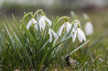Bunch of galanthus nivalis, common snowdrop in bloom, early spring bulbous flowers in the grass