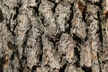 écorce d'arbre