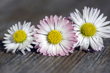 Amazing daisies, Bellis perennis flower heads on wooden table, flowering plants with white pink petals and yellow center