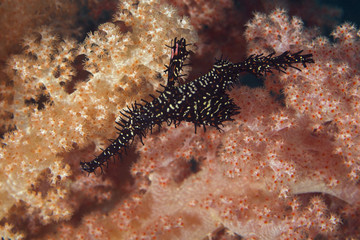 Obraz na płótnie Canvas Harlequin ghost pipefish (Solenostomus paradoxus). Picture was taken in the Banda sea, Ambon, West Papua, Indonesia
