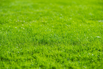 Green grass lawn under the summer sunshine