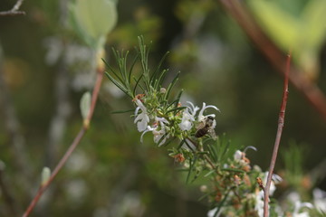 une abeille sur une fleur