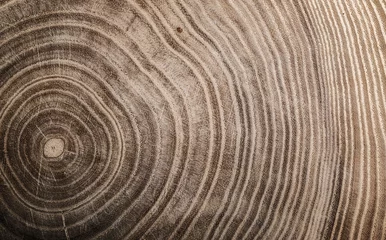 Fototapeten Baumstumpf gefällt - Stammabschnitt mit Jahresringen. Holz schneiden. © Tryfonov
