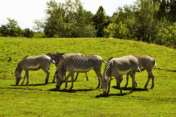 Fototapeta na wymiar herd of The Grevy's zebra (Equus grevyi) saves green grass