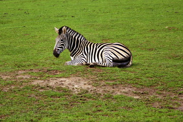 Zebra Böhm (Equus burchellii boehmi) rests on a meadow