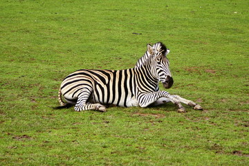Fototapeta na wymiar Zebra Böhm (Equus burchellii boehmi) rests on a meadow