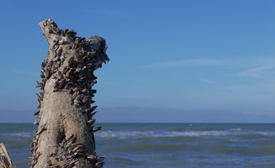 Close up of seashells on a trunk