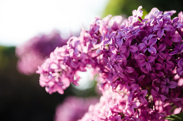 Syringa blossom in the Botanical Garden in Prague