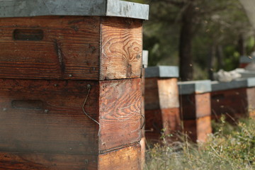 Naklejka premium ruche d'abeilles