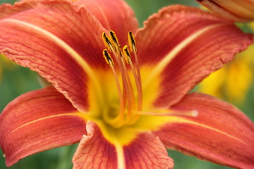 Fototapeta premium Happy Lily