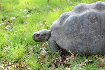 Fototapeta premium An apparently angry tortoise from the side