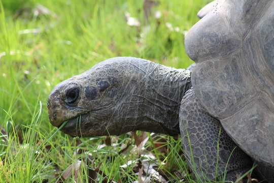 A close up of a tortoise eating