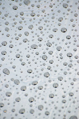 drops of water-repellent surface, after the rain