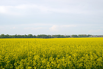 Fototapeta premium rapeseed field near big city