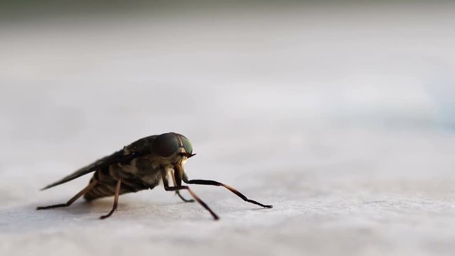 Tabanidae Horse Fly
