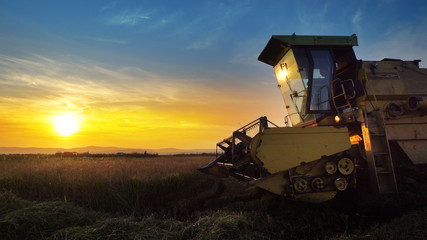 Fototapeta premium Combine harvester gathers the wheat crop at sunset