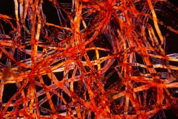 Red plastic fibers under the microscope