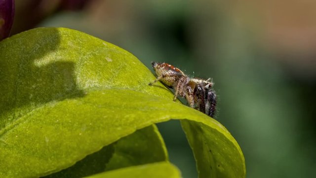 Jumping spider over lemon tree leaf is stalking the flying insects. This tiny arachnid is one of the most efficient predators thanks to its complex vision system and incredible agility. Nature macro.