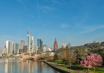 Frankfurt am Main with blooming Sakura, Germany