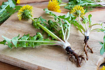 Whole dandelion plant with root on a table © Madeleine Steinbach