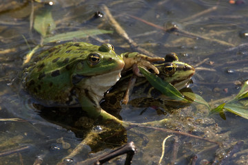 Teichfrosch