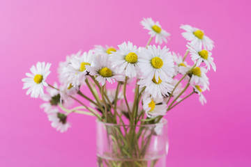 Bouquet of daisy flowers in glass vase isolated on pink background, close up