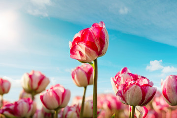 tulip field with sky