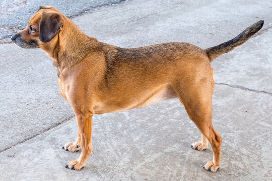 Mixed-breed Dog On The Back Porch