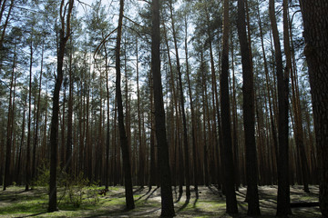 Coniferous forest landscape.
