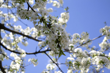 Blossom trees at spring close up. Seasonal blooming of trees. 