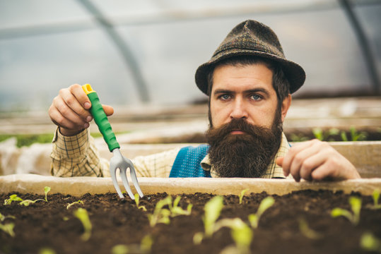 Closeup serious gardener in fedora hat planting seeds. Bearded man with blue eyes holding gardening fork in greenhouse