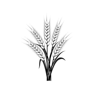 Sheaf of wheat ears. Symbol of organic agriculture and natural harvest. Black silhouettes on white. 