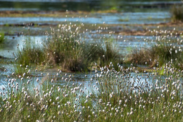 cotton grass (Eriophorum vaginatum) and water in the Venner Moor, raised bog  landscape in spring,...