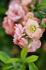 Close up, vertical image of light pink quince blossom with yellow pistils, flower detail, green leaves, blurry background, springtime