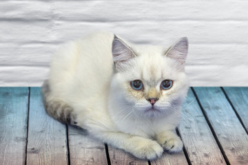 Fototapeta na wymiar Young cute cat resting on wooden floor.