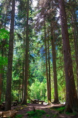 Mountain summer. Day. Green pine forest