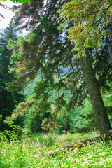 Fototapeta premium Mountain summer. Day. Green pine forest