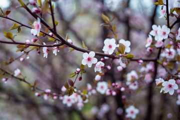 Beautiful spring blooming tree with a lot of flowers