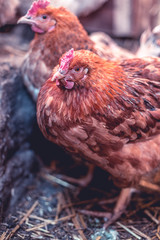 Chickens on the farm. Toned, style, color photo.