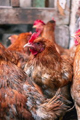 Chickens on the farm. Toned, style, color photo.