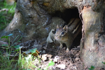 Peeking out of the tree