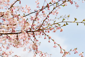 Sakura flowers blossom. Japan cherry tree in garden, spring time