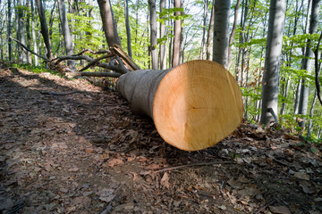 Obraz premium Wood Rings