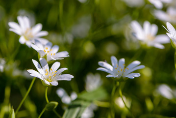 Small flowers in the shape of asterisks