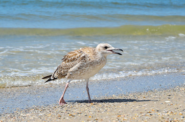 Large Black Sea seagulls in the natural habitat.