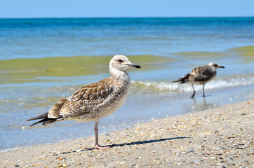 Large Black Sea seagulls in the natural habitat.