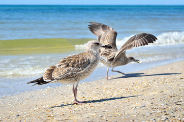 Large Black Sea seagulls in the natural habitat.