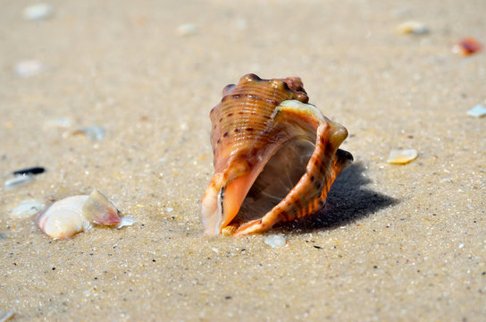Sea waves wash the seashells on the beach